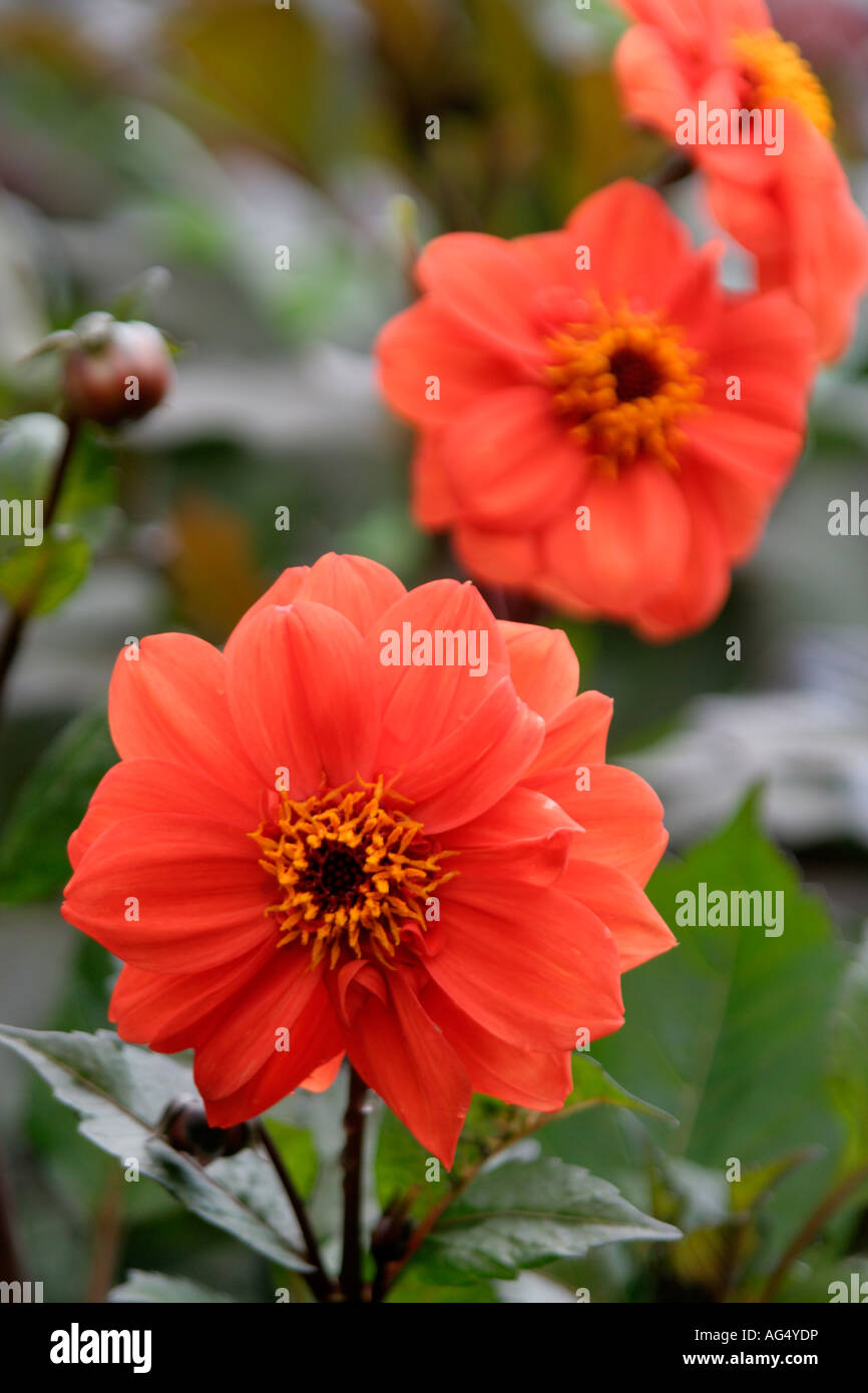 DAHLIA ELLEN HOUSTON Stock Photo - Alamy