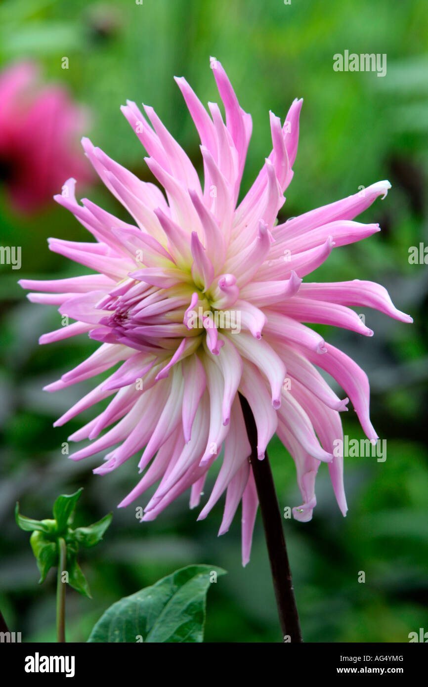 DAHLIA LILAC TARATAHI Stock Photo