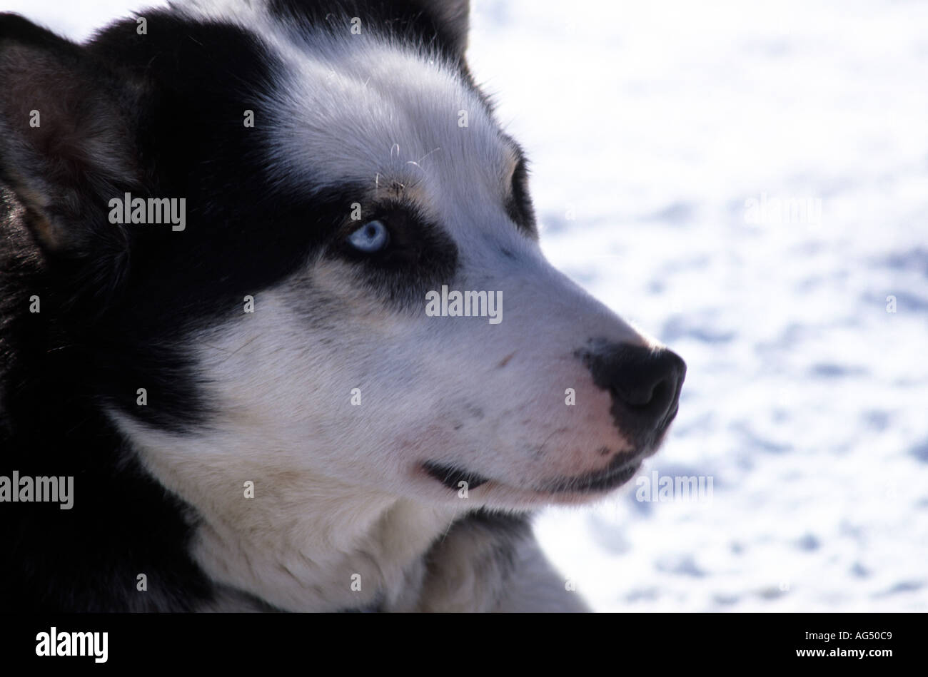 Husky sleigh sled dog British Columbia Canada Stock Photo Alamy