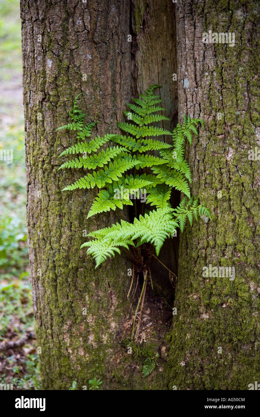 Fern leaves growing through a tree trunk in the British Isles Stock Photo