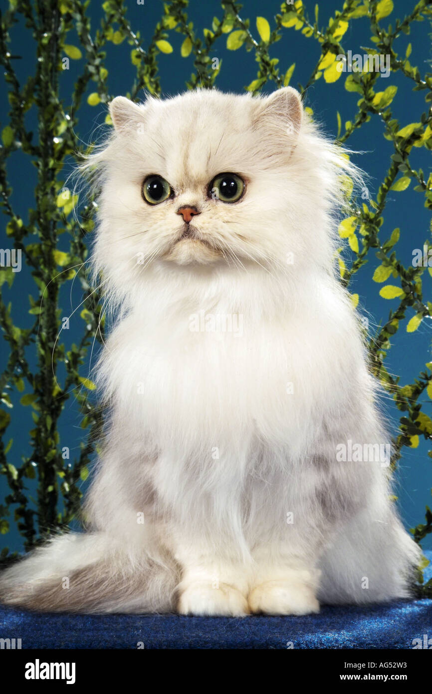 Persian cat ( silver shaded ) - sitting Stock Photo