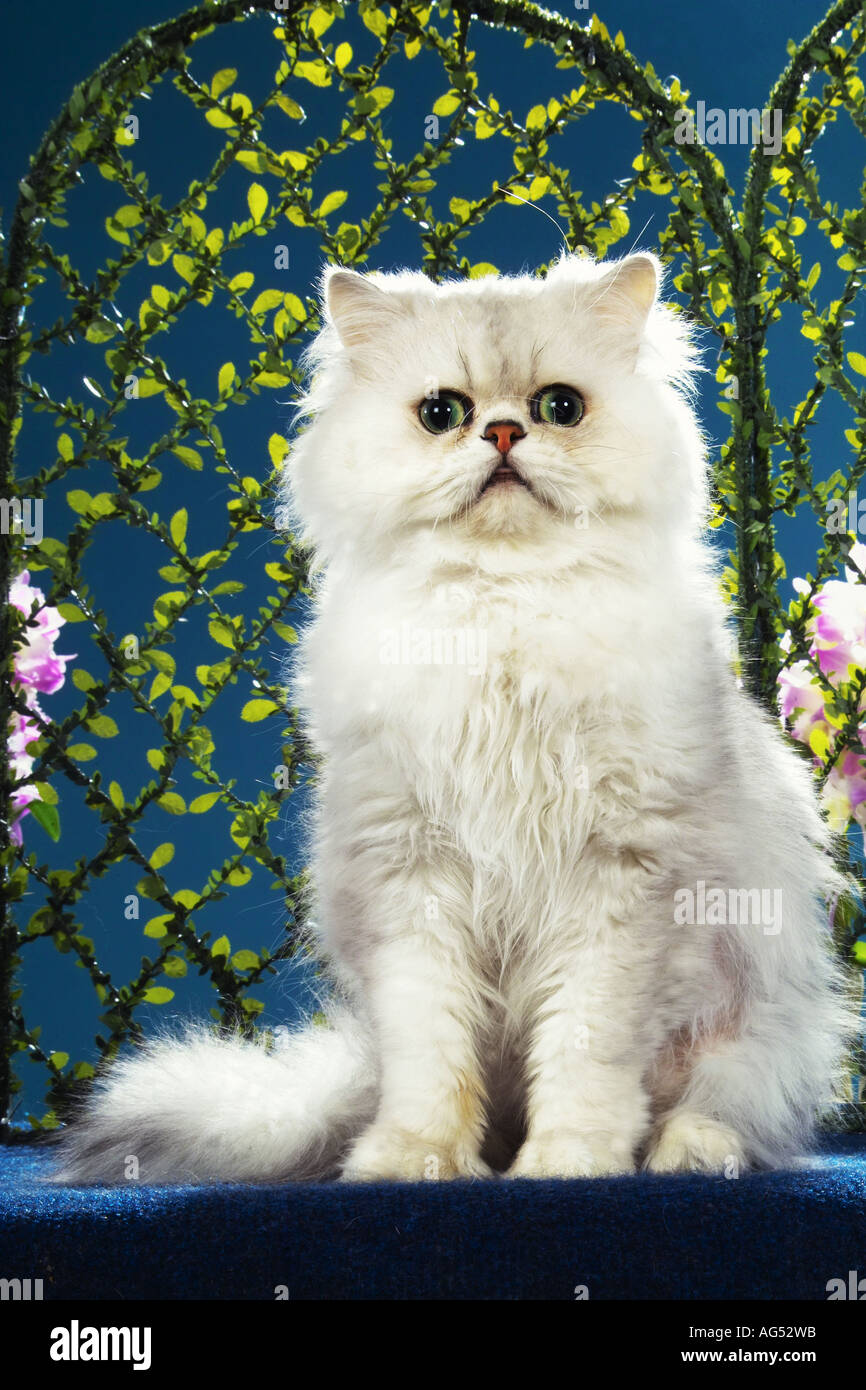 Persian cat ( silver shaded ) - sitting Stock Photo - Alamy