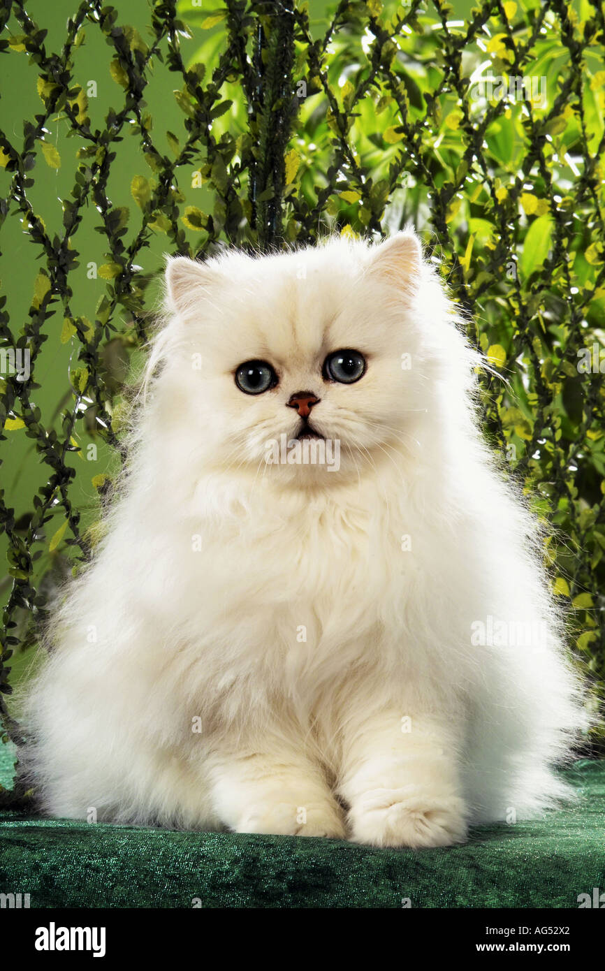 Persian cat (chinchilla). Adult sitting in front of a hedge Stock Photo ...