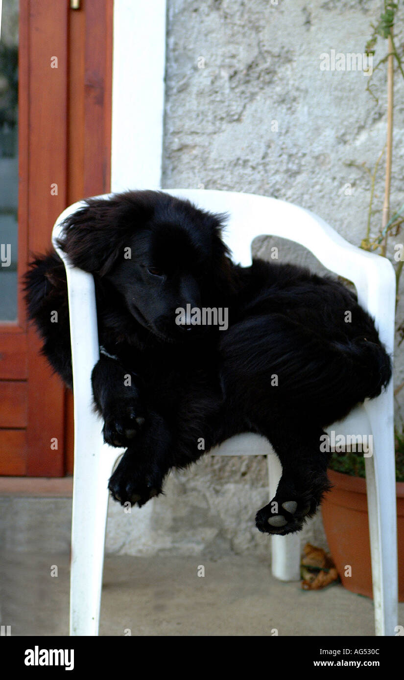 Newfoundland puppy dog sleeping on a garden chair Stock Photo