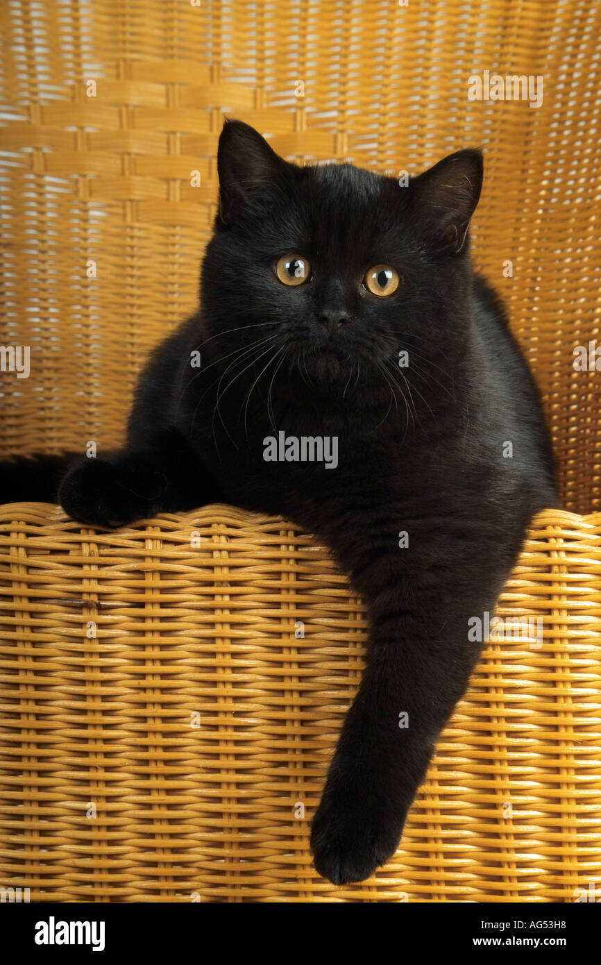 black cat - lying Stock Photo - Alamy
