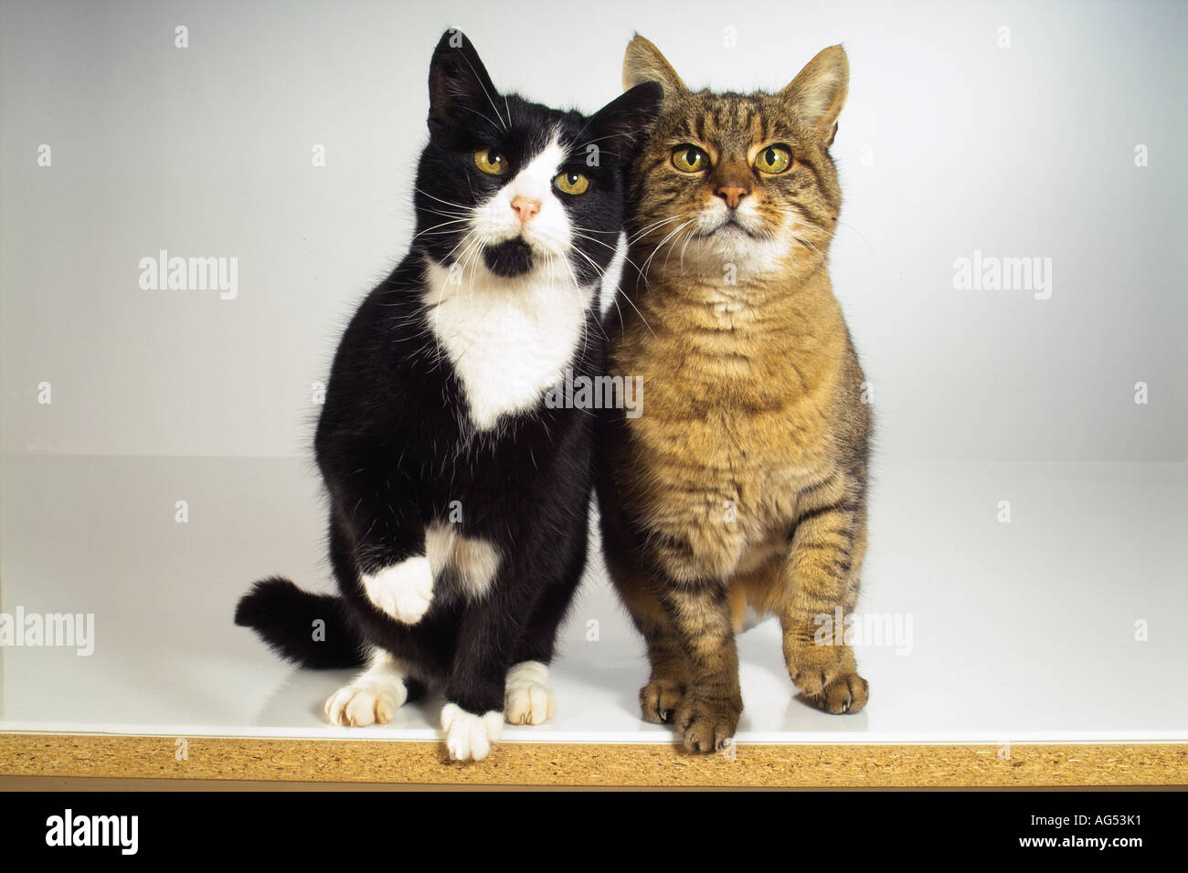 two-domestic-cats-sitting-stock-photo-alamy
