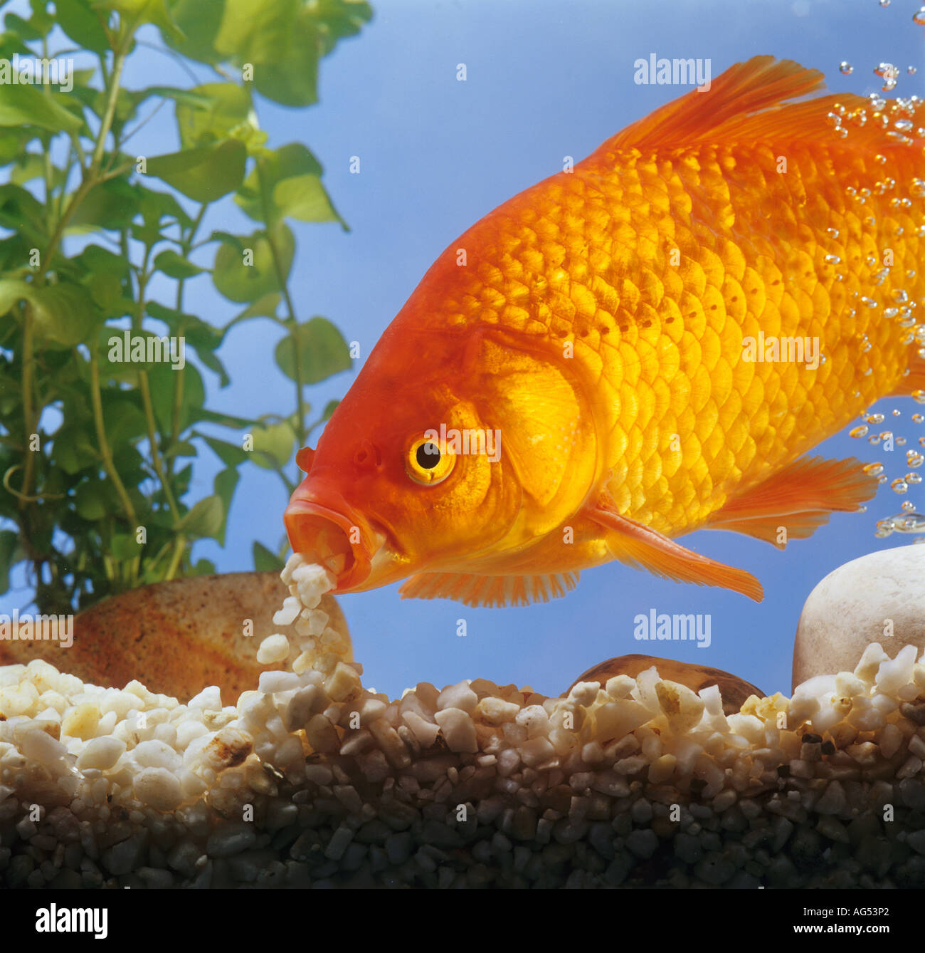 goldfish with pebbles in mouth Carassius auratus Stock Photo