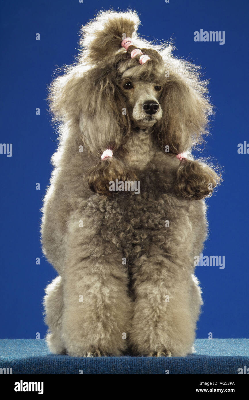 Standard Poodle Grooming Styles