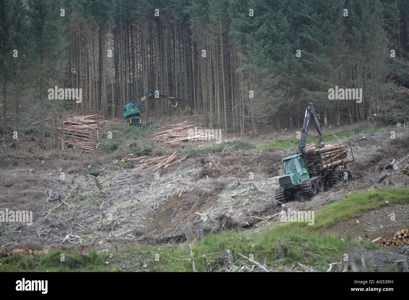 Tree felling in a conifer plantation near Fort William Invernesshire Scotland Stock Photo