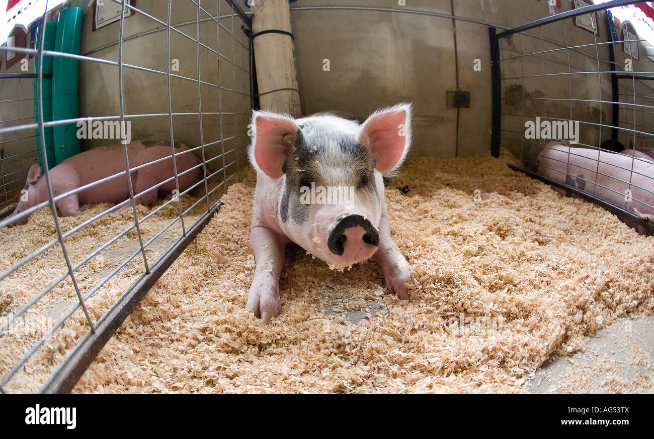 White and black Berkshire Pig in pigpen at the county fair Stock Photo