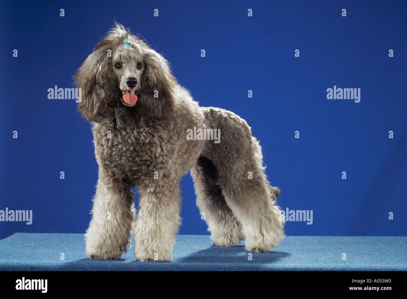 Grey Standard Poodle High Resolution Stock Photography and Images - Alamy