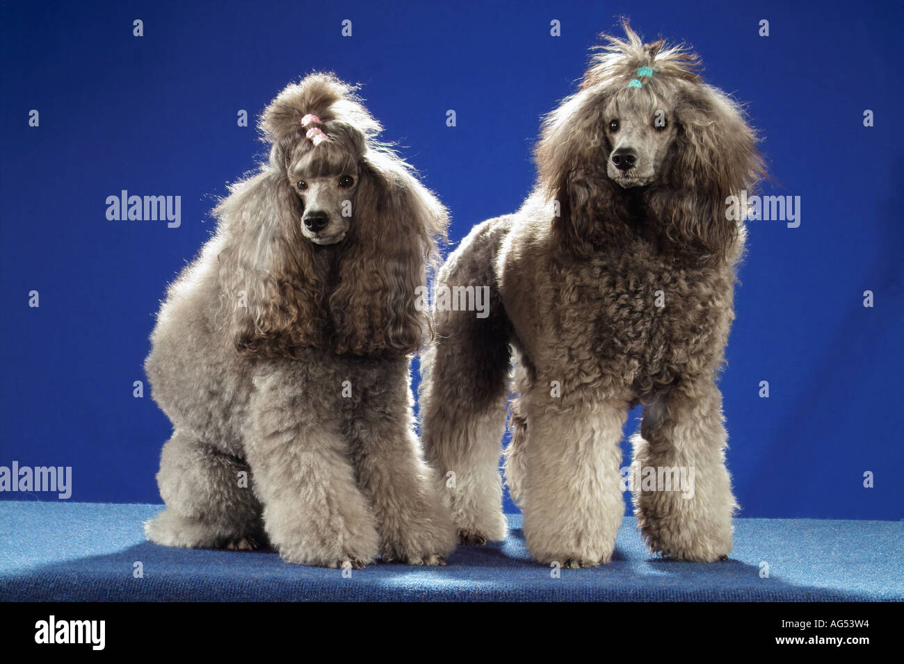 Grey Standard Poodle High Resolution Stock Photography and Images Alamy