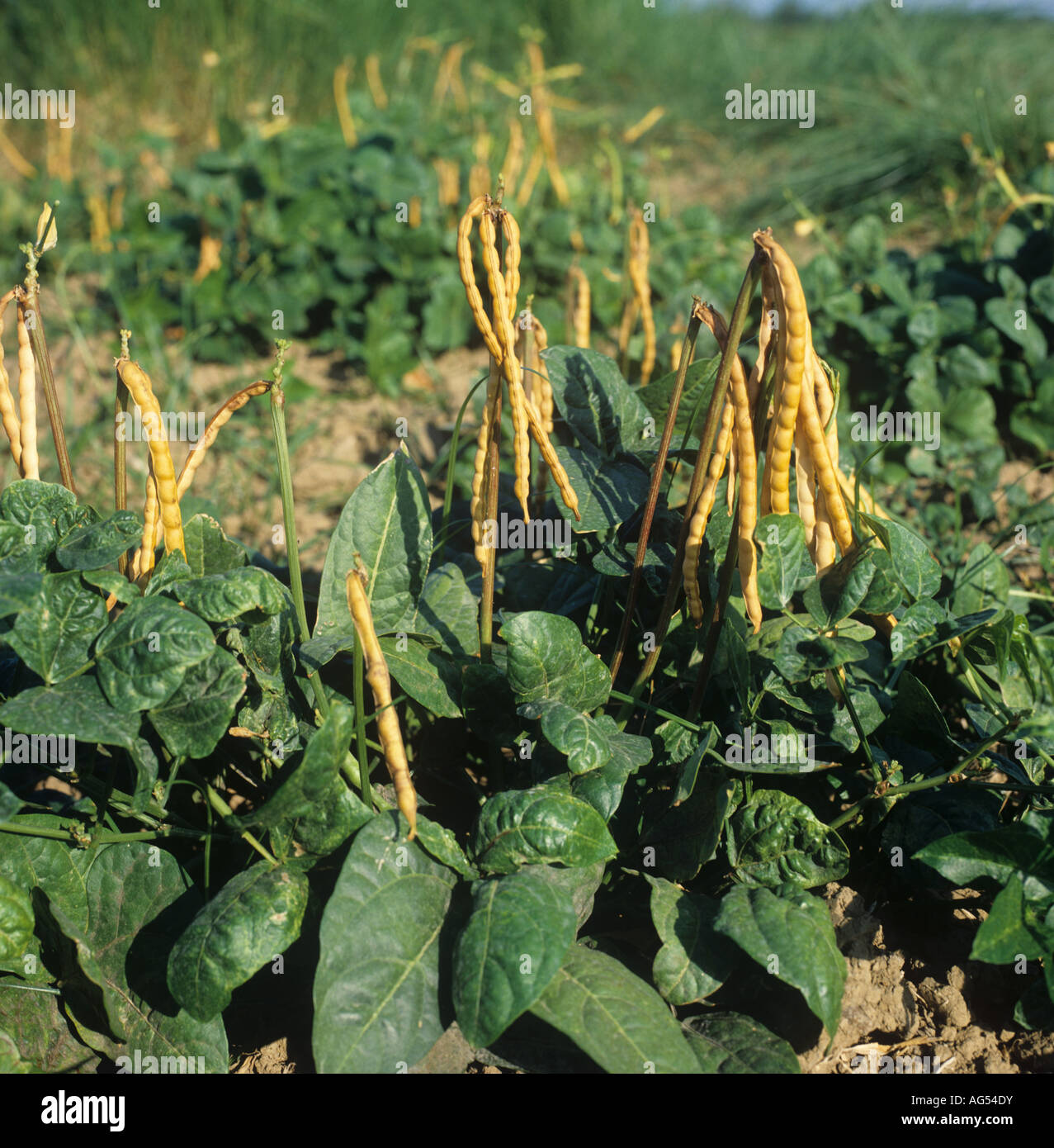 Cowpea or black eyed bean crop with ripening pods Luzon Philippines Stock Photo