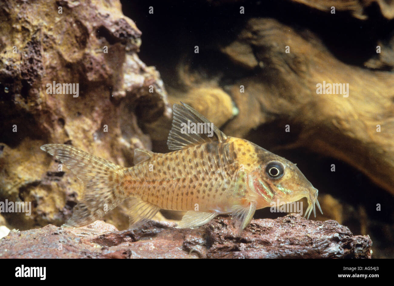 false blochi catfish / Corydoras delphax Stock Photo