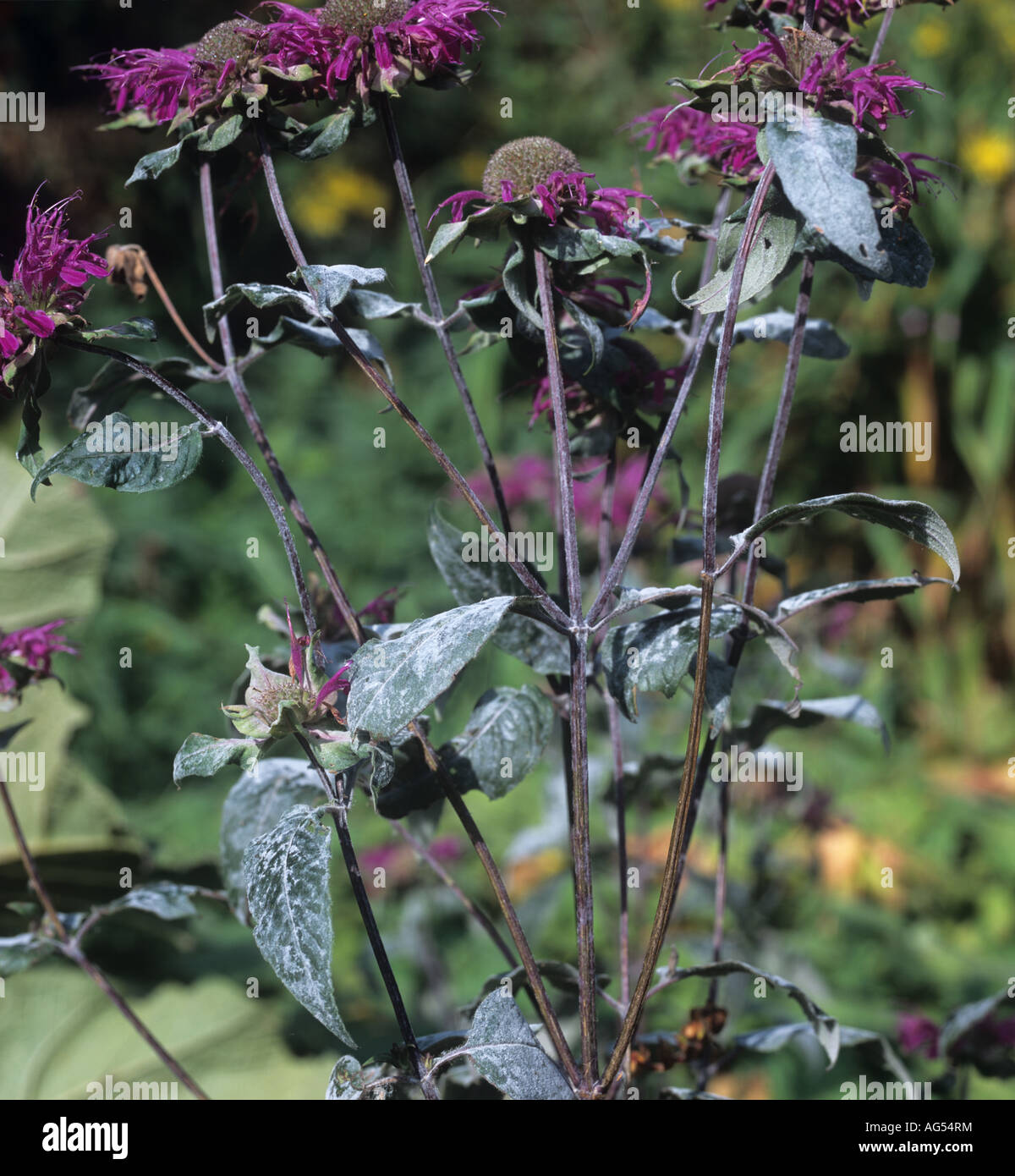 Powdery mildew infection on coneflower Echinacea purpurea plant Stock