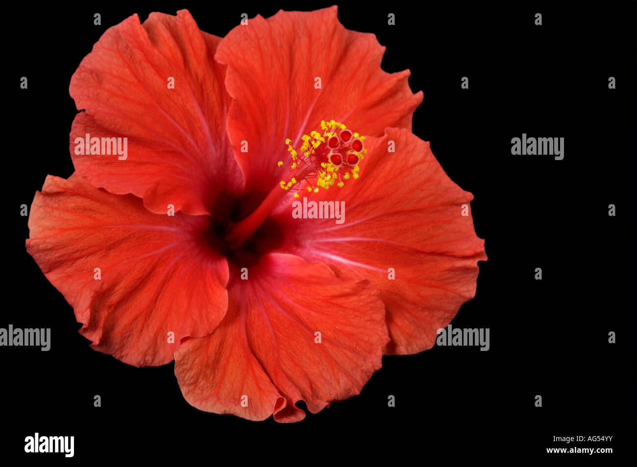 Red Hibiscus rosa-sinensis Flower Stock Photo - Alamy