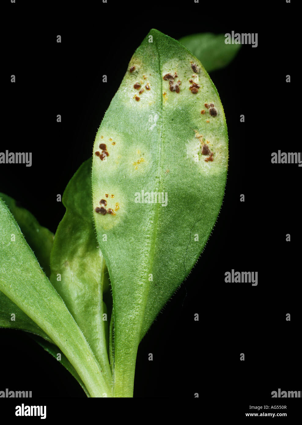Rust Puccinia arenariae pustules on the underside of a sweet william leaf Stock Photo