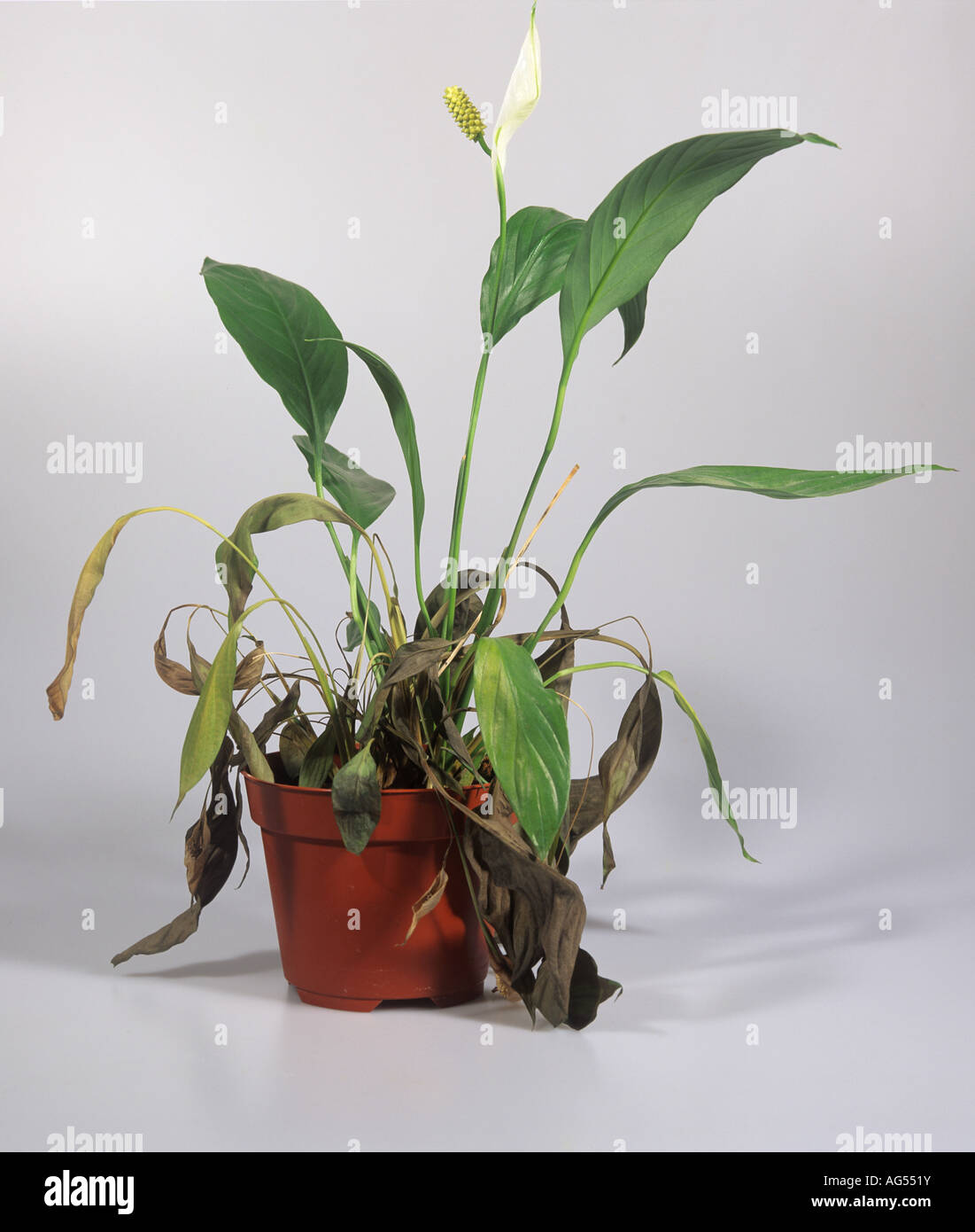 Peace lily Spathyphyllum sp dying overwatering onset of root rot Phytophthora parasitica Stock Photo