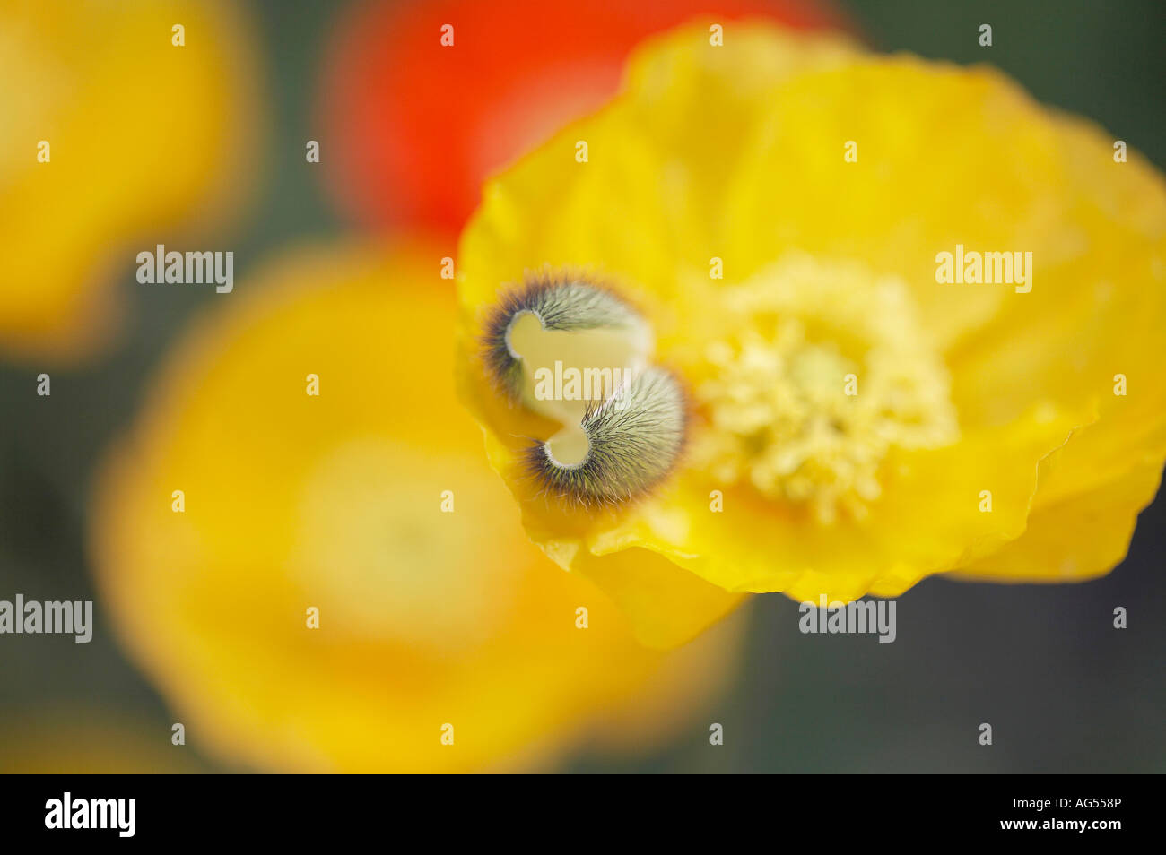 Papaver Nudicaule Garden Gnome Iceland Poppy Stock Photo - Alamy