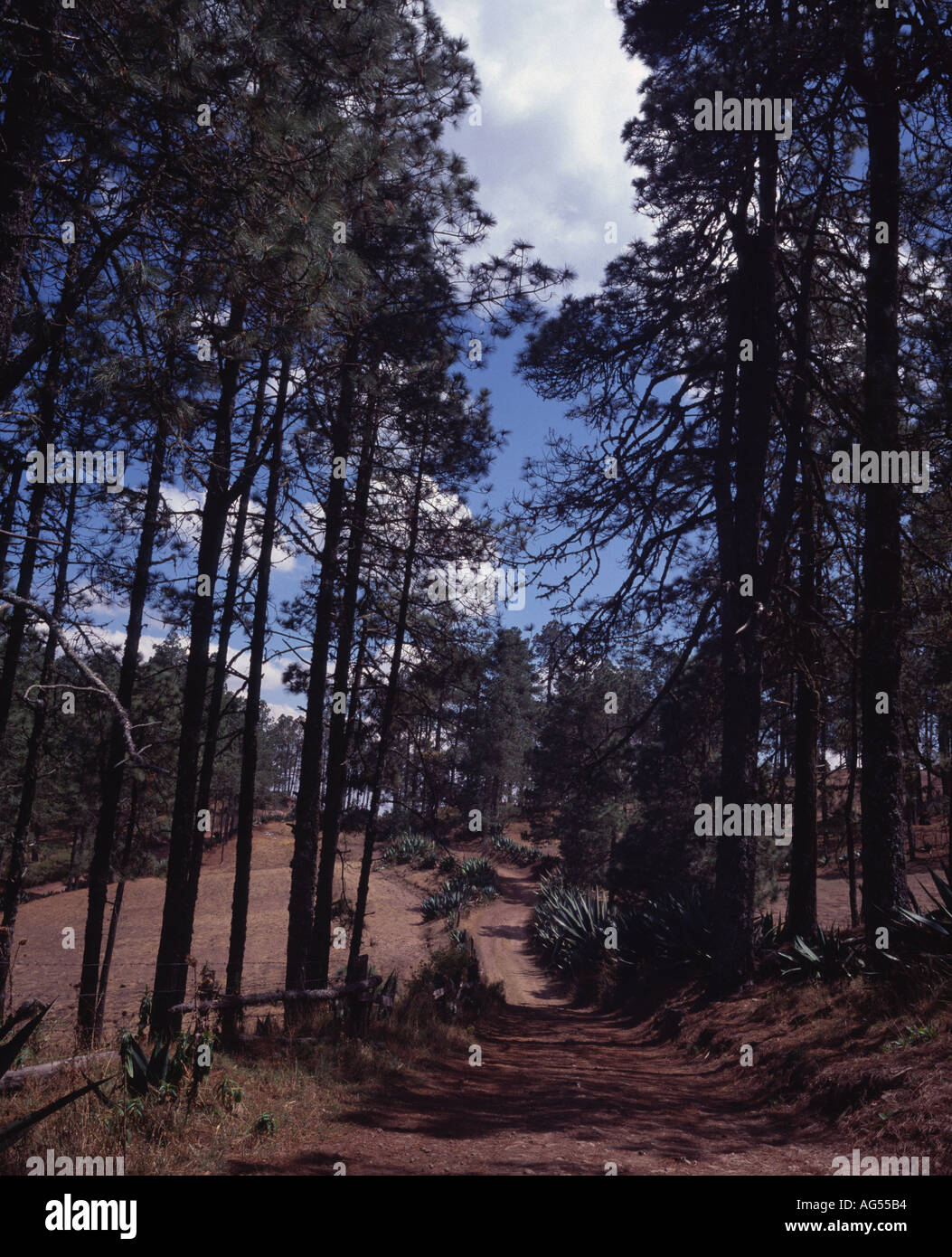 Sierra Madre de Oaxaca pineoak forests Oaxaca Mexico Stock Photo Alamy