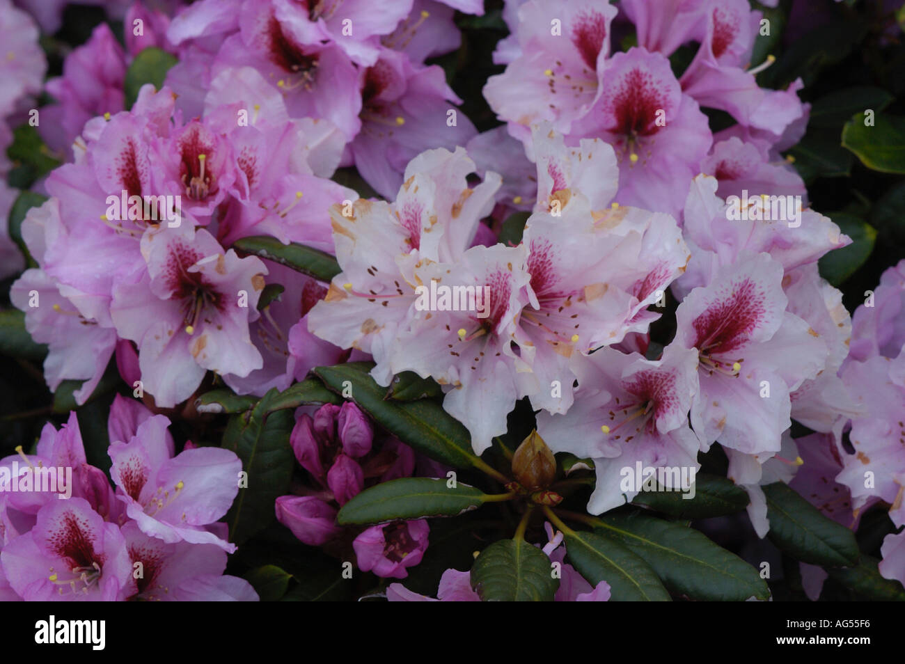 Rhododendron Stock Photo