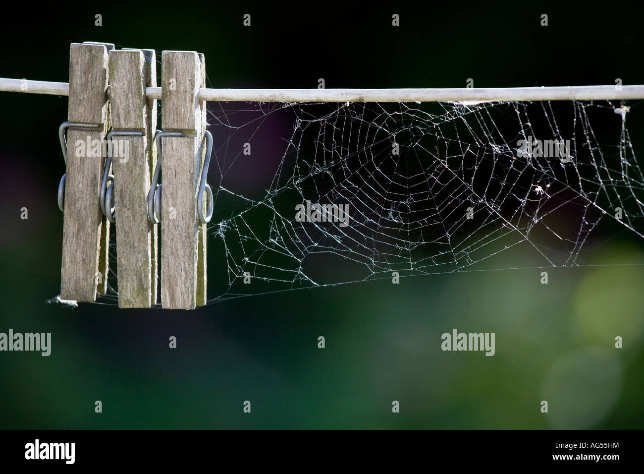 Unused Clothesline with pegs and spider webs Stock Photo Alamy
