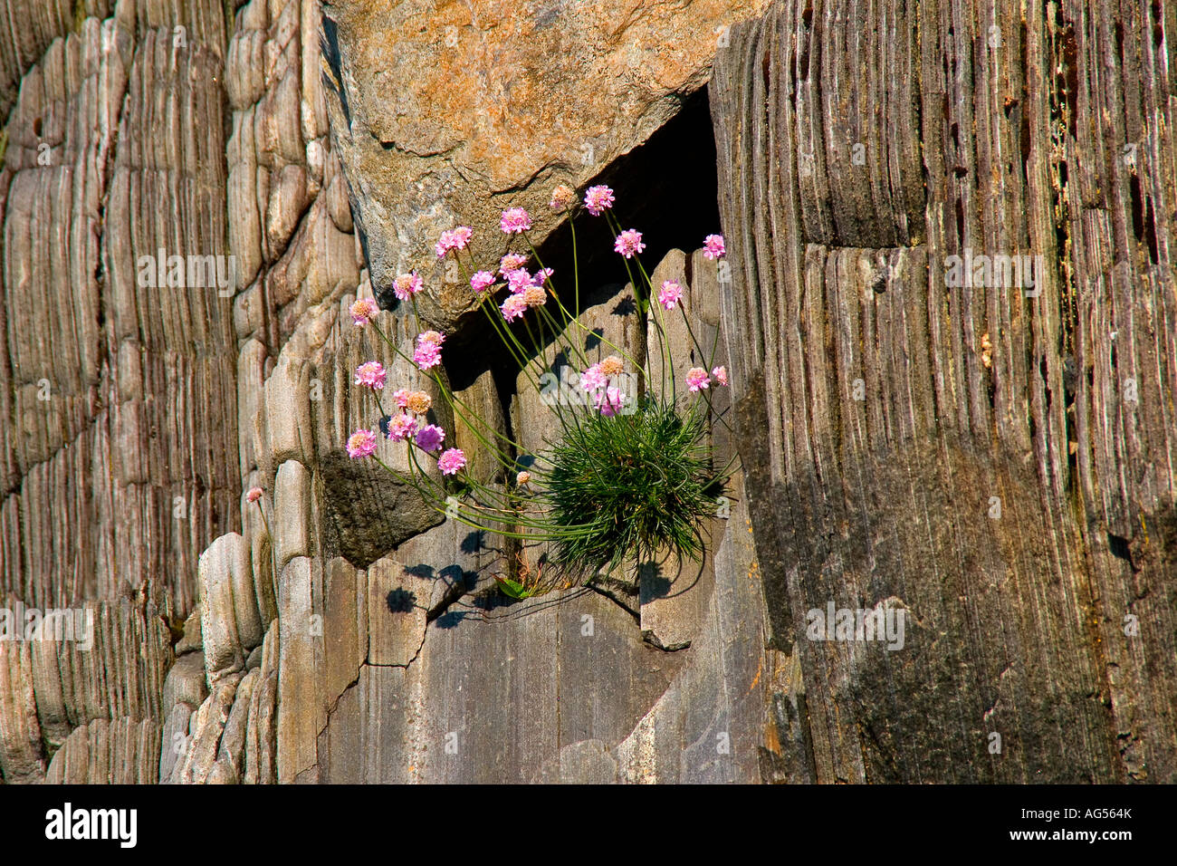 flowers growing on rocks, mallaig, scotland, uk Stock Photo