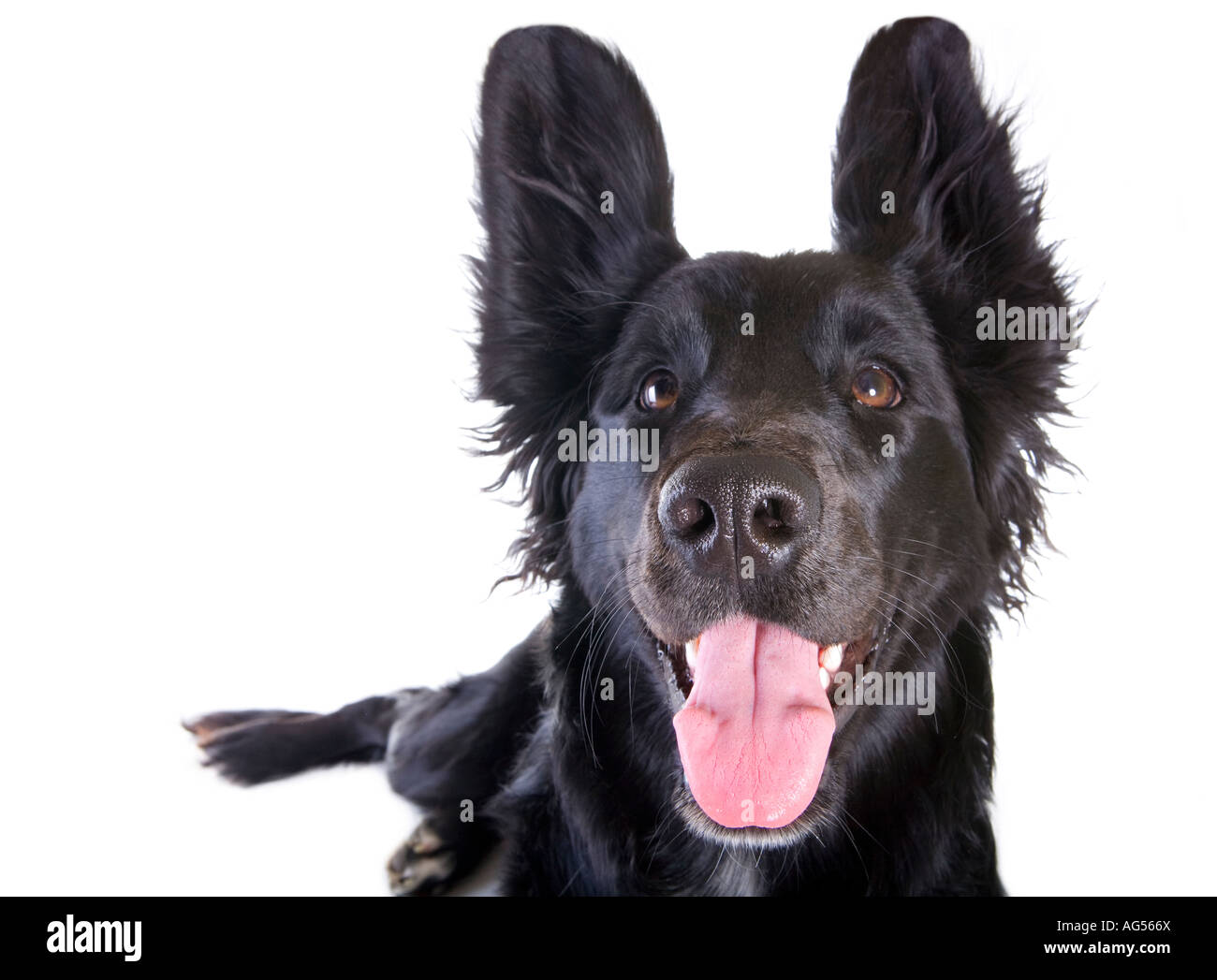 Cruce Pastor Belga Y Border Collie Collie cross isolated hi-res stock photography and images - Alamy