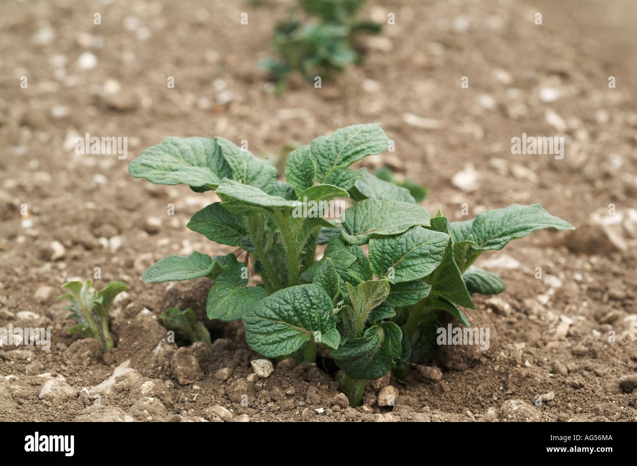 Young potato plant Stock Photo Alamy