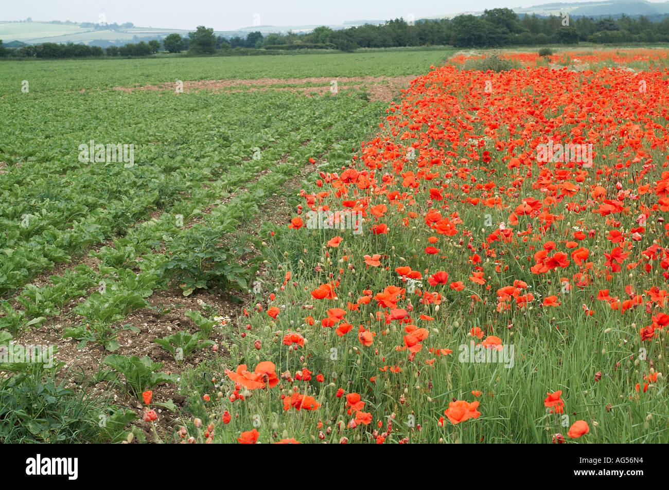 Field margin boundary showing bio diversity with wild flowers Stock