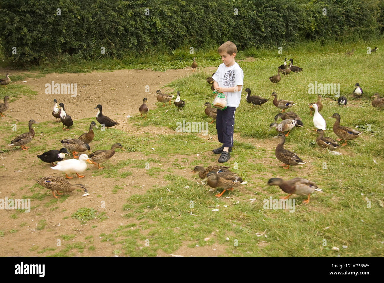 young boy feeding ducks, UK Stock Photo