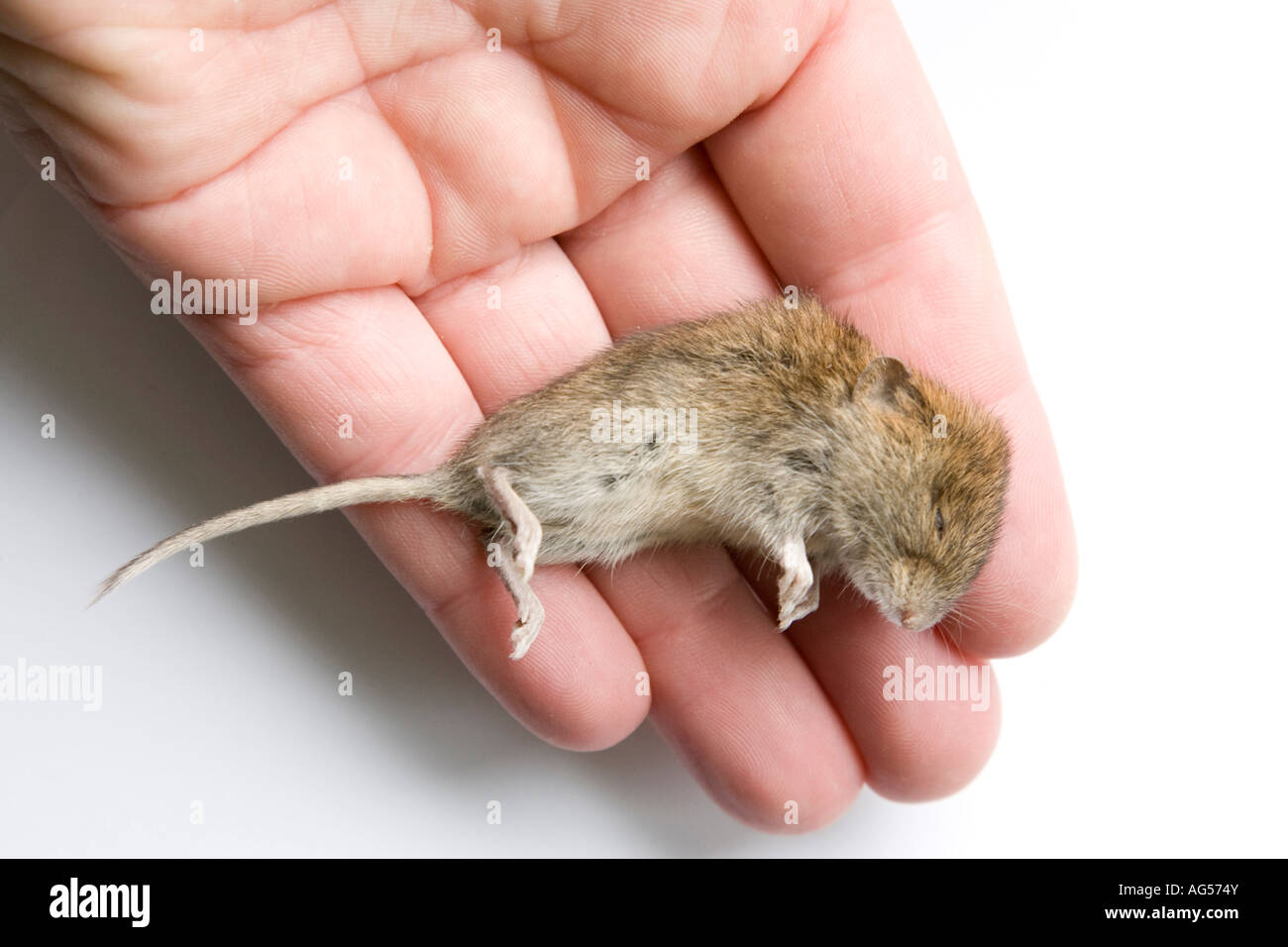Dead mice hires stock photography and images Alamy