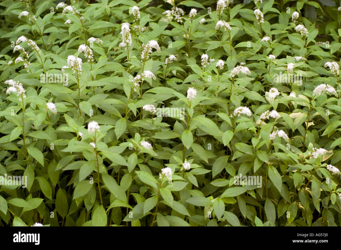 White flowers of Silver loostrife Primulaceae Lysimachia ephemerum Europe Stock Photo