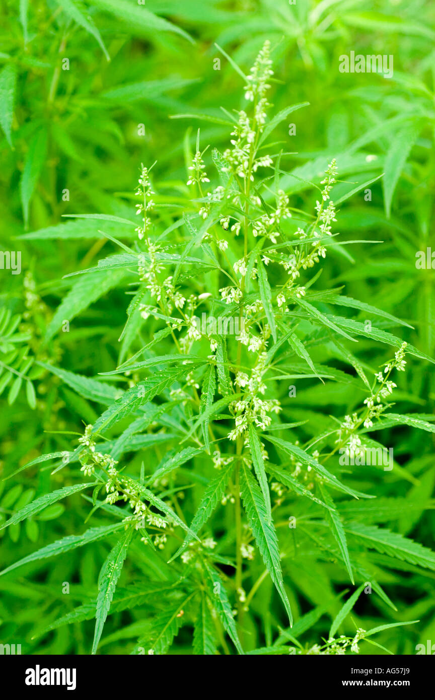 Pollen pollen sacs hi-res stock photography and images - Alamy