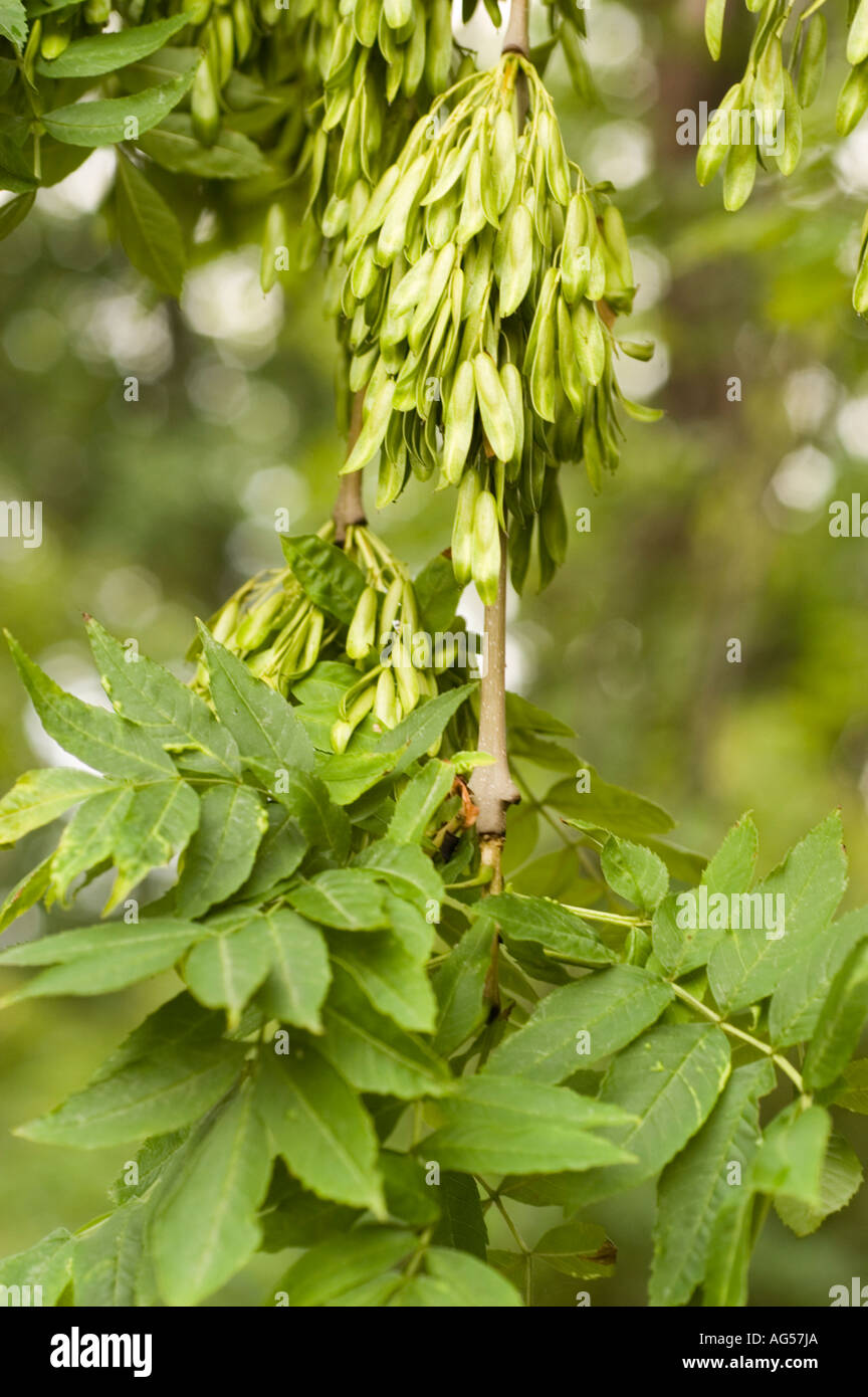 Seeds of Weeping Ash Oleaceae Fraxinus excelsior Pendula Stock Photo
