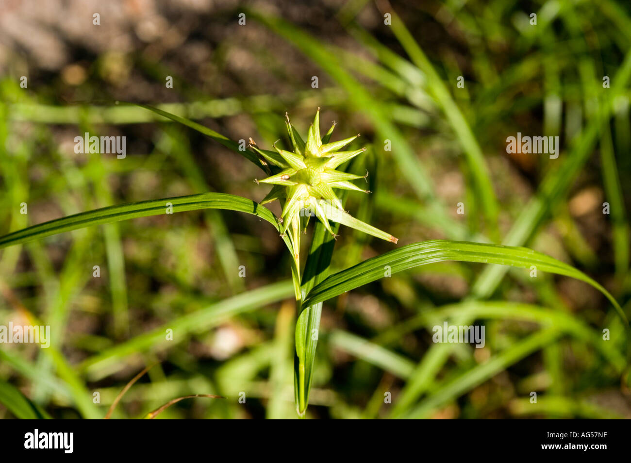 Gray s sedge Cyperaceae Carex grayii Carey North America Stock Photo