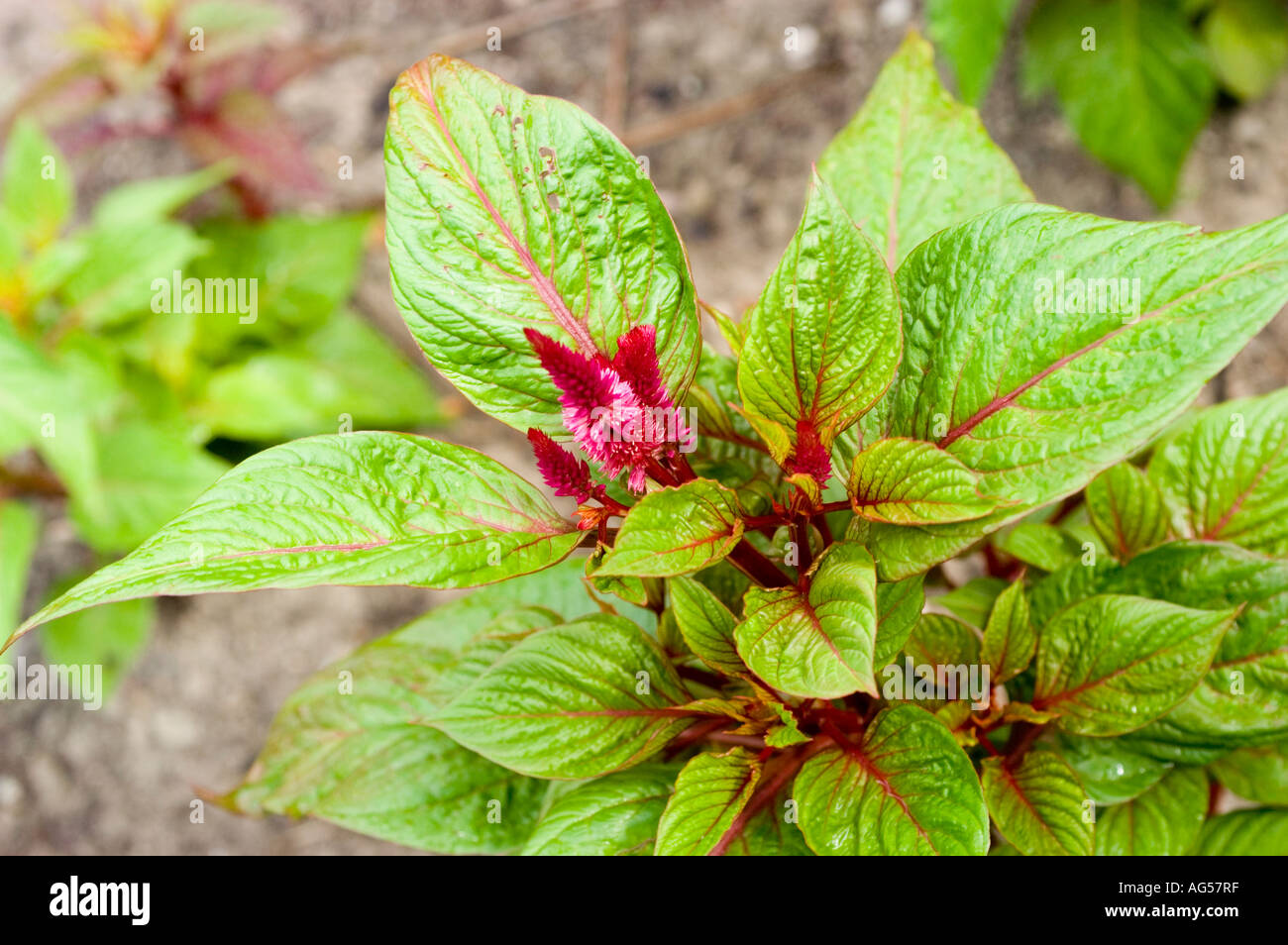 Celosia species hi-res stock photography and images - Alamy