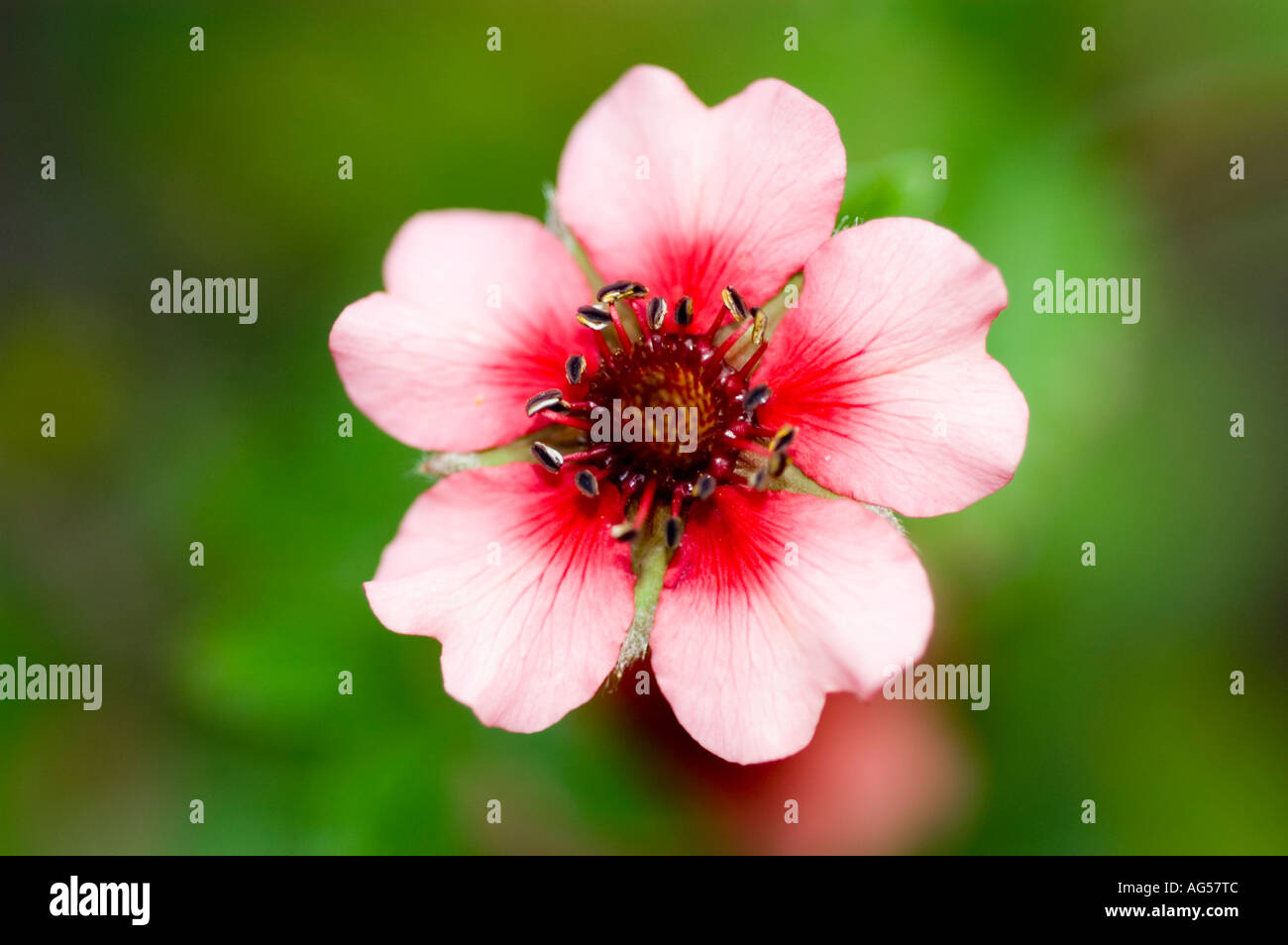 Red pink white flower of Nepal cinquefoil Rosaceae Potentilla nepalensis Himalaya Asia Stock Photo