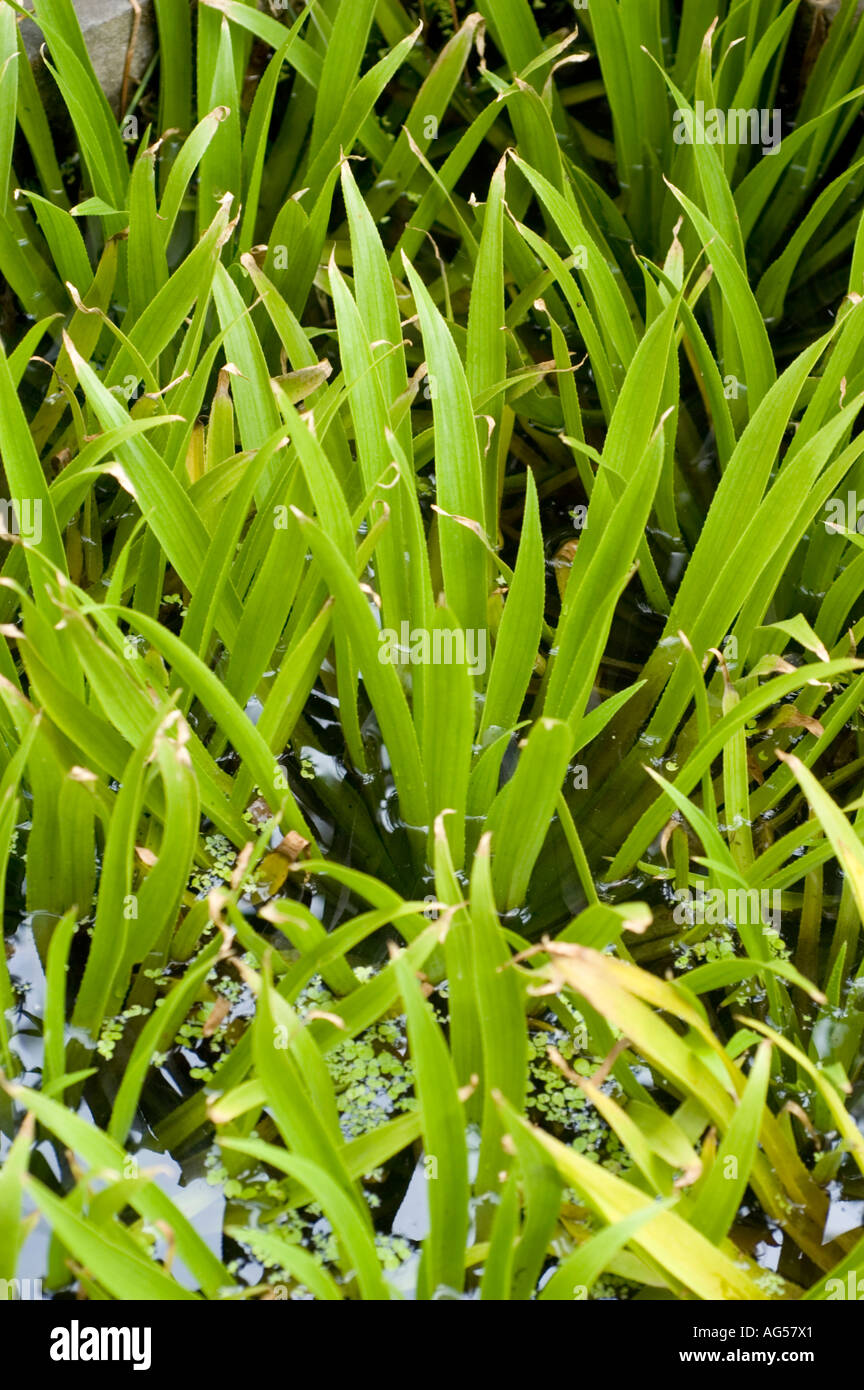 water soldiers Hydrocharitaceae Stratiotes aloides Europe Stock Photo