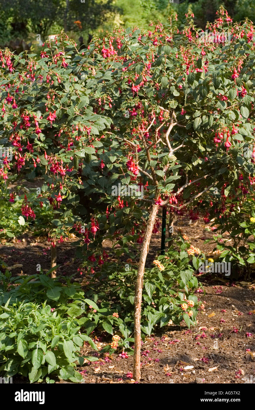 Small tree like busch of fuchsia with red flowers Onagraceae Fuchsia South  America Stock Photo - Alamy