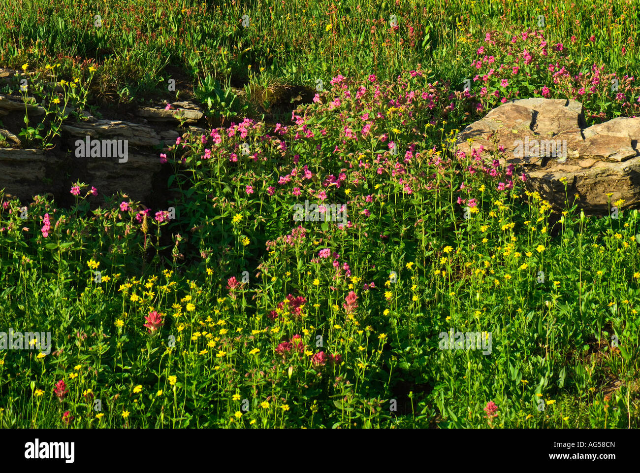 Wildflowers in Glacier National Park, Montana Stock Photo - Alamy