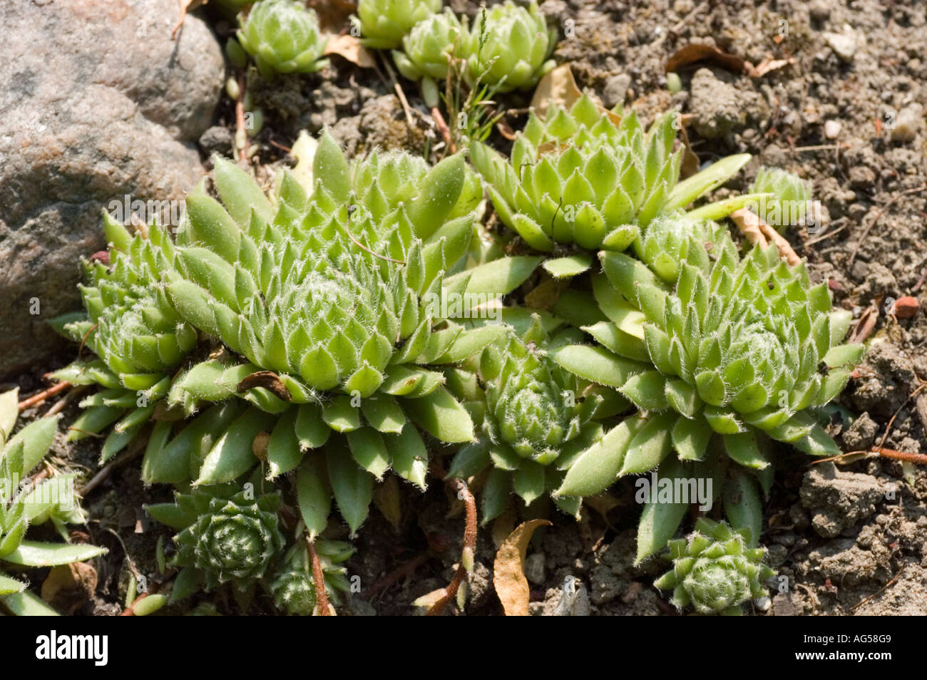 Mountain rock garden plant Crassulaceae Sempervivum angustifolium Kerner Stock Photo