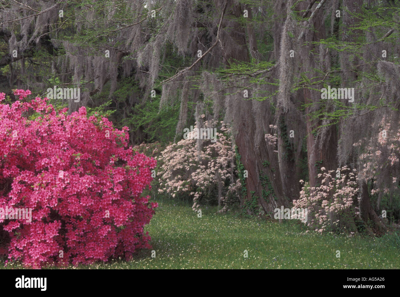 Spanish moss and mississippi hires stock photography and images Alamy