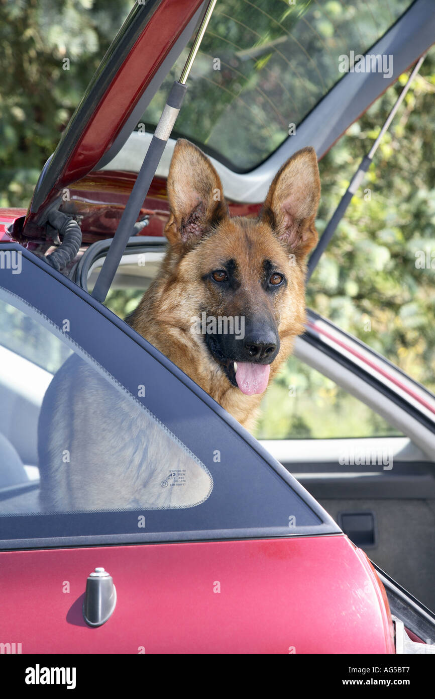 german shepherd sitting in a car Stock Photo - Alamy