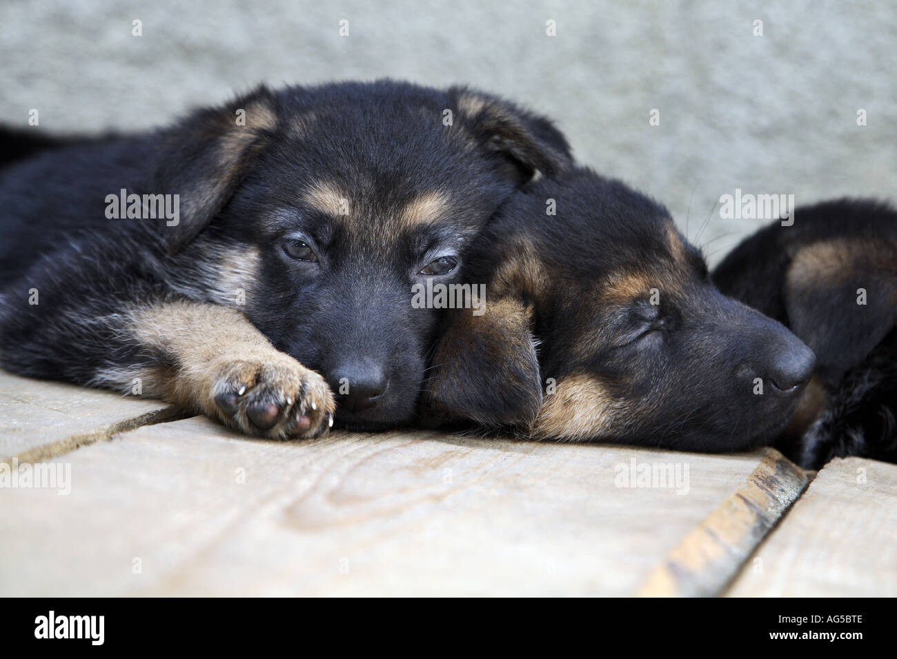 german shepherd puppies sleeping Stock Photo Alamy