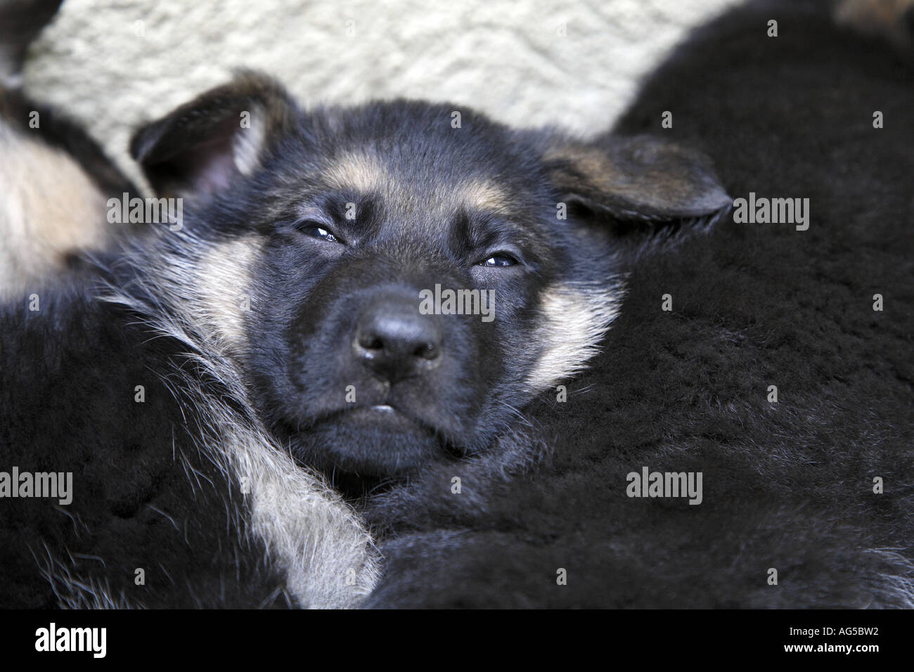 german shepherd puppy sleeping Stock Photo Alamy