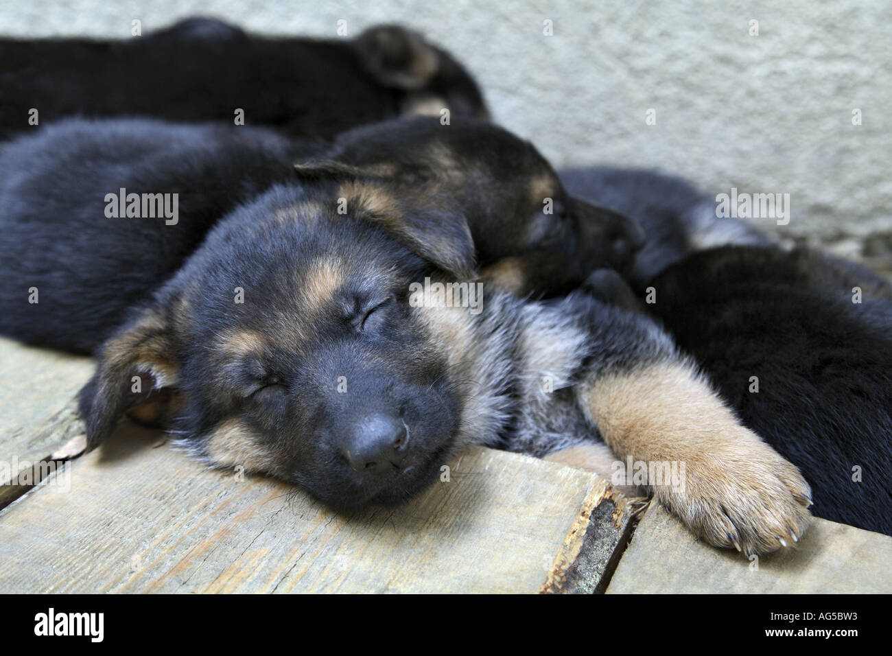 sleeping german shepherd puppy