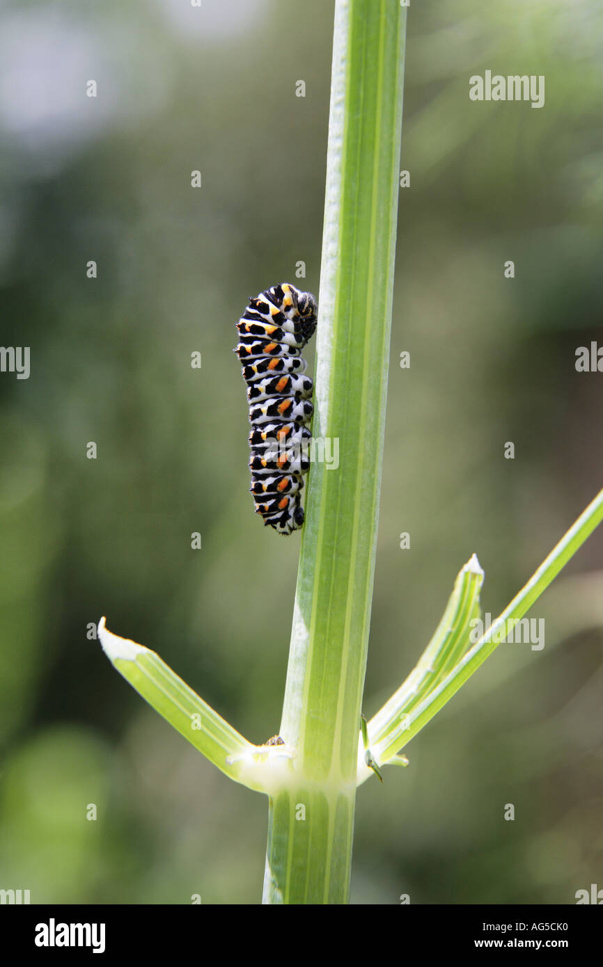 swallowtail butterfly caterpillar papilio machaon Stock Photo