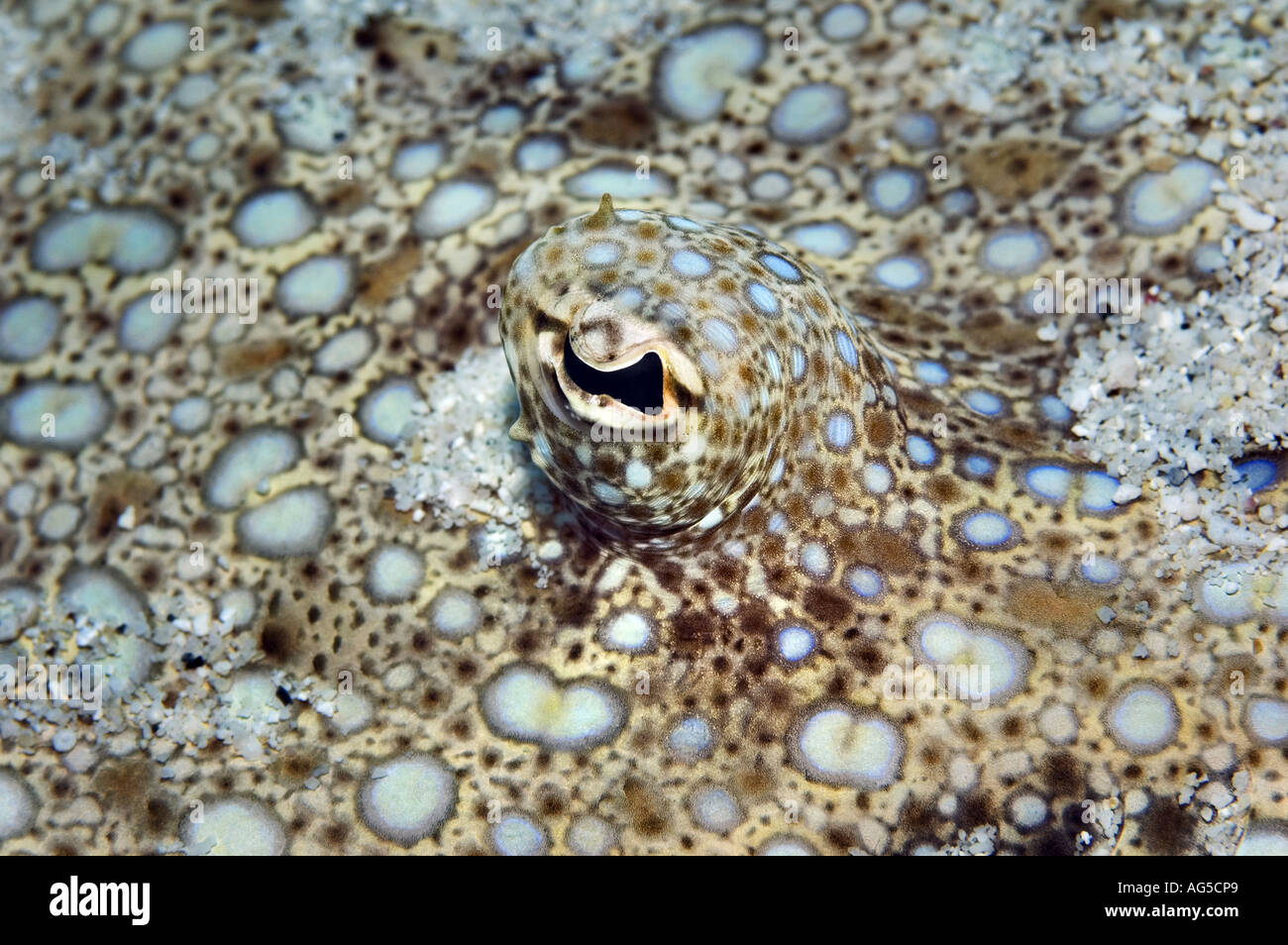 closeup of flounder eye Stock Photo Alamy