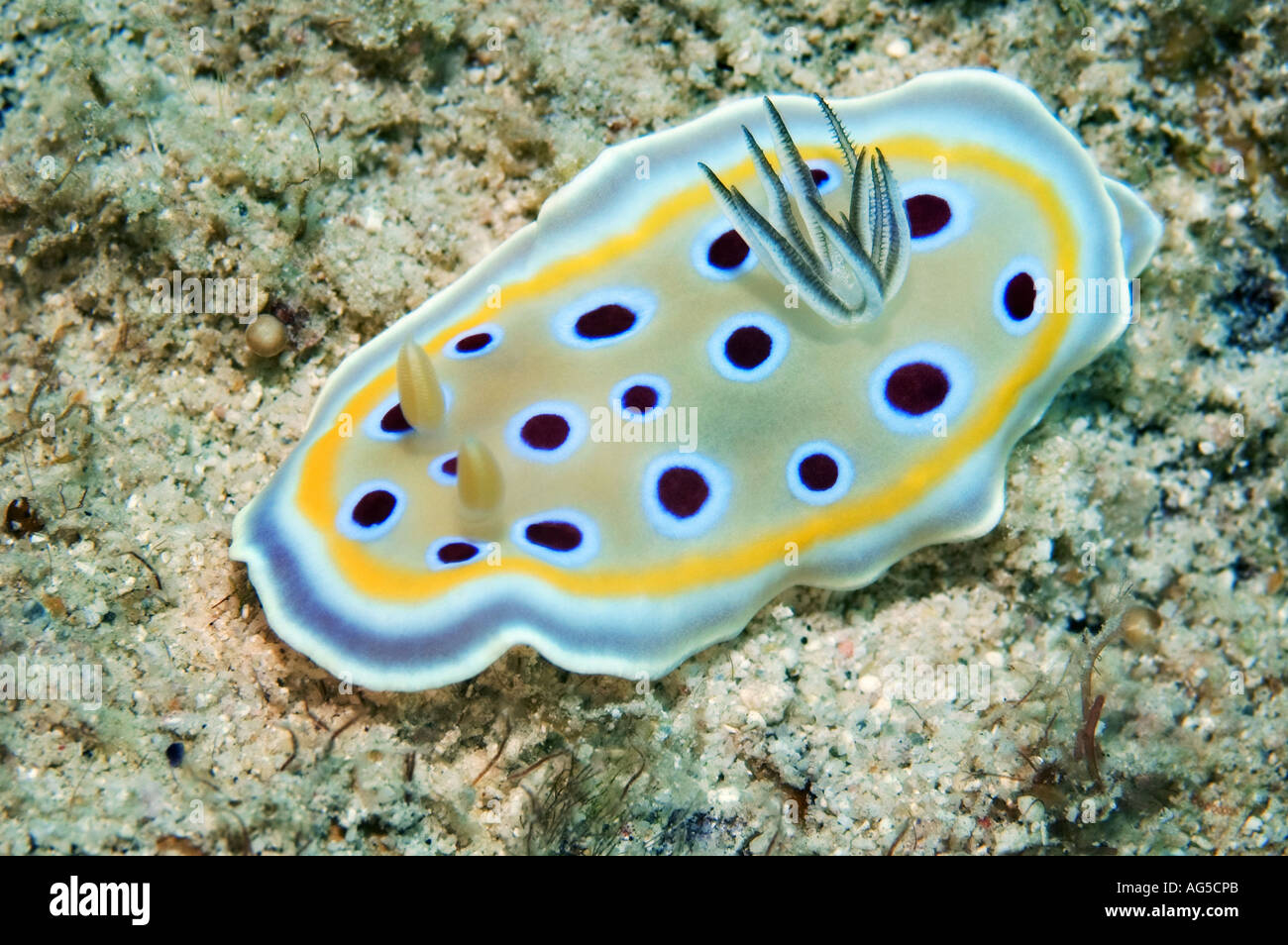close-up of nudibranch Stock Photo